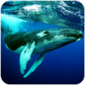 Ǳˮģ(The Humpback Whales)