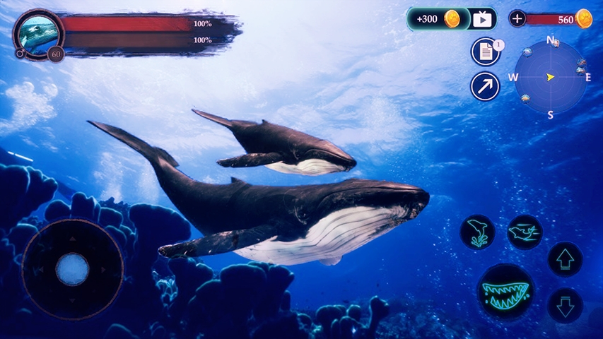 Ǳˮģ(The Humpback Whales)