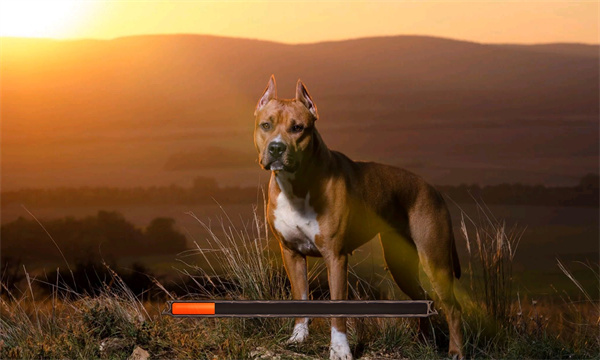 Pitbull Dog Simulator