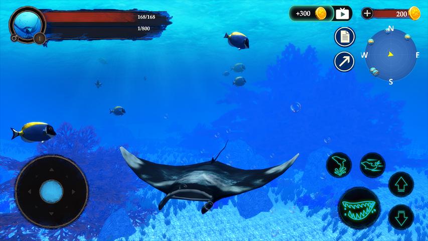 ģ(The Manta rays)
