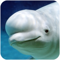 ׾ģ(The Beluga Whale)