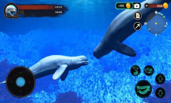 ׾ģ(The Beluga Whale)