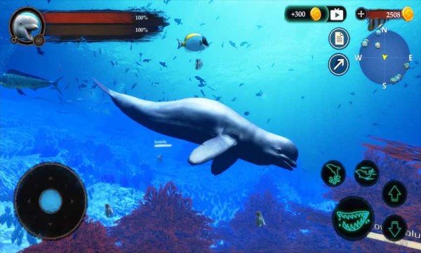 ׾ģ(The Beluga Whale)