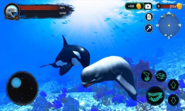 ׾ģ(The Beluga Whale)