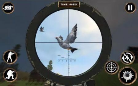 (PigeonShoot)
