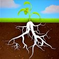 ҡǮ(Grow Trees)