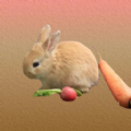 ƴܲ