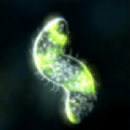 ӽ5°溺(Bionix)