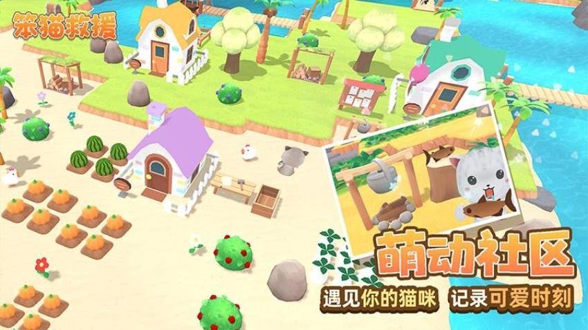笨貓救援