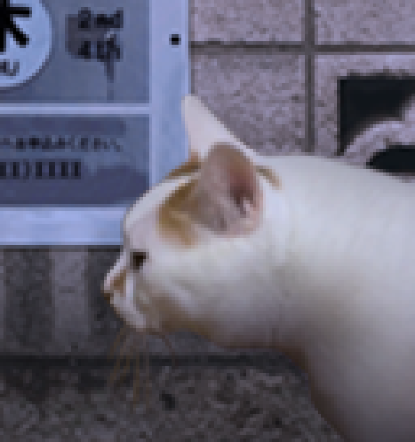 翌日貓之怪奇譚