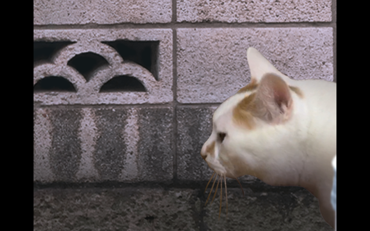 翌日貓之怪奇譚